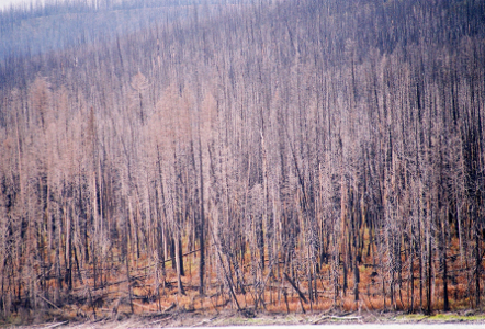 [There is no green in this image. It is the remaining skeletons of tall pine trees.]